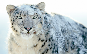 Snow Leopard Security Updates